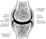 Shown is a a diagram of a diarthrodial joint. In the diarthrodial group the extensive cavity has produced great interruption in the continuity of the uniting structures which originally existed between the bones forming such a joint.