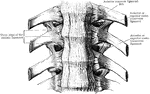 Anterior common ligament of the vertebral column, and the costo vertebral joints as seen from in front.