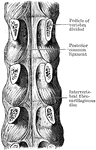 Posterior common ligament of the vertebral column.