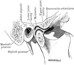 Section through temporo mandible joint.