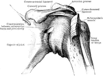 Capsule of the shoulder joint and caraco acromial ligament.