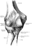 Anterior view of the elbow joint.