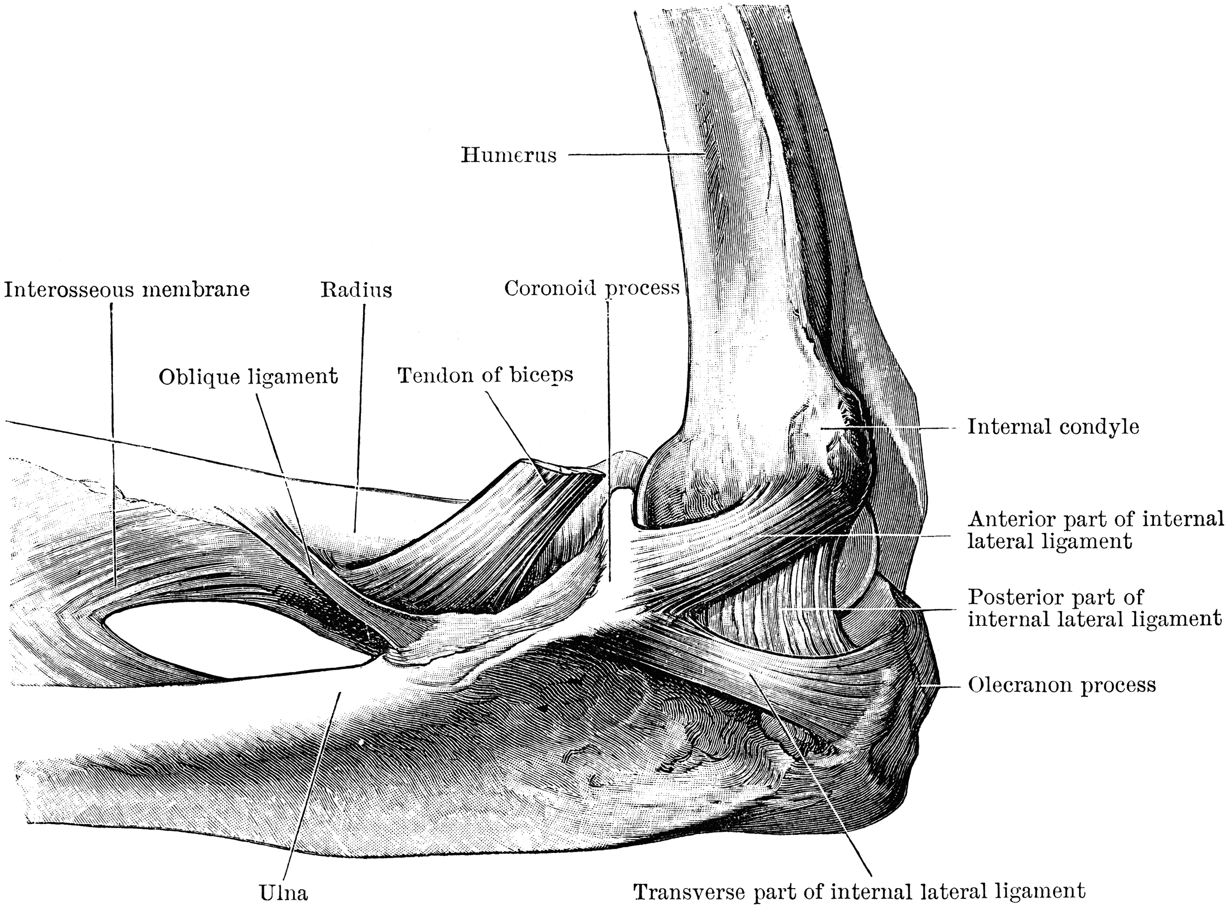 Inner Aspect of the Elbow Joint | ClipArt ETC