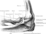 Inner aspect of the elbow joint.
