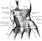 Ligaments on anterior aspect of radio carpal, carpal, and carpo metacarpal joints.