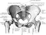 Pelvic joints as seen from the front.