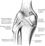 Dissection of knee joint from behind.