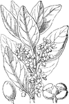 "Notelaea ovata. 1. flower; 2. fruit." -Lindley, 1853