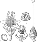 "Hydrophyllum canadense. 1. a flower; 2. a pistil; 3. a perpendicular section of the ovary; 4. a cross section; 5. Section of seed of H. virginianum." -Lindley, 1853