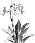 Primula involucrata is a low-growing herb of the Primulaceae family.