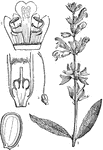 "1. Salva officinalis; 2. its corolla laid open; 3. its pistil; 4. the pistil and lower part of the flower cut open; 5. perpendicular section of a nut." -Lindley, 1853