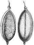 "1. capsule of Bignonia echinata (Pithecolobium Aubletii); 2. the same with the valves removed and the placenta remaining covered with seeds." -Lindley, 1853