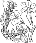 "Nelsonia campestris. 1. flowers; 2. pistil; 3. capsule; 4. cross section of a seed." -Lindley, 1853