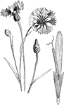 The floret of Taraxacum Dens Leonis, a species of dandelion.