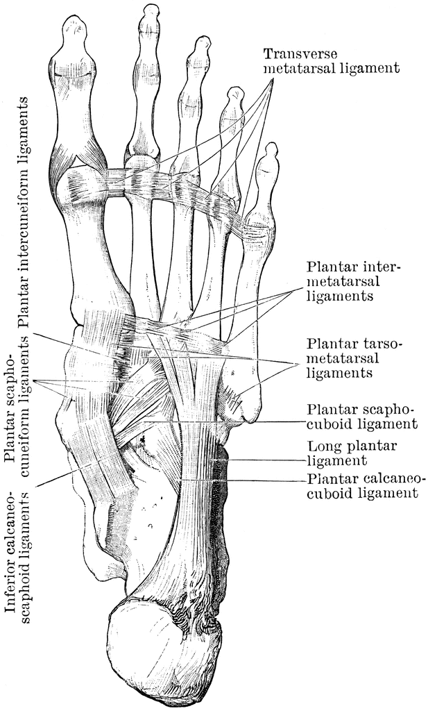 Plantar Aspect of Foot Ligaments | ClipArt ETC