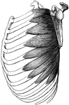 The serratus magnus muscle is a large curved quadrilateral muscle occupying the side of the chest and inner wall of the axilla.