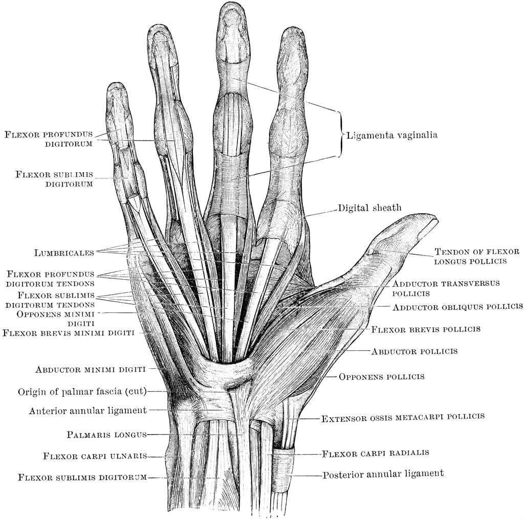 muscular system hand