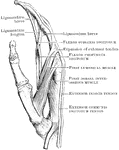 The tendons attached to the index finger.