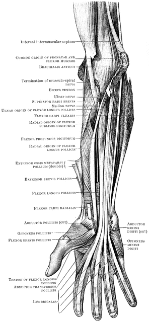 Deep Muscles of the Front Forearm | ClipArt ETC