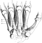 The palmar interosseous muscles of the hand. Labels: P1, first; P2, second; and P3, third palmar interosseous muscles.
