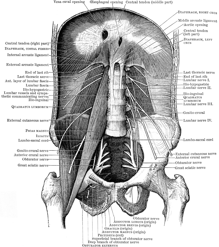 layers of posterior abdominal wall