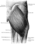 The gluteus maximus muscle.