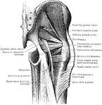 The muscles and nerves of the buttock. The gluteus maximus is reflected; and the gluteus medius is cut in part to show the gluteus minimus.