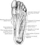 The plantar fascia and plantar cutaneous nerves.