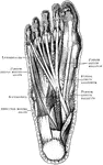The muscles of the right foot after removal of the first layer.