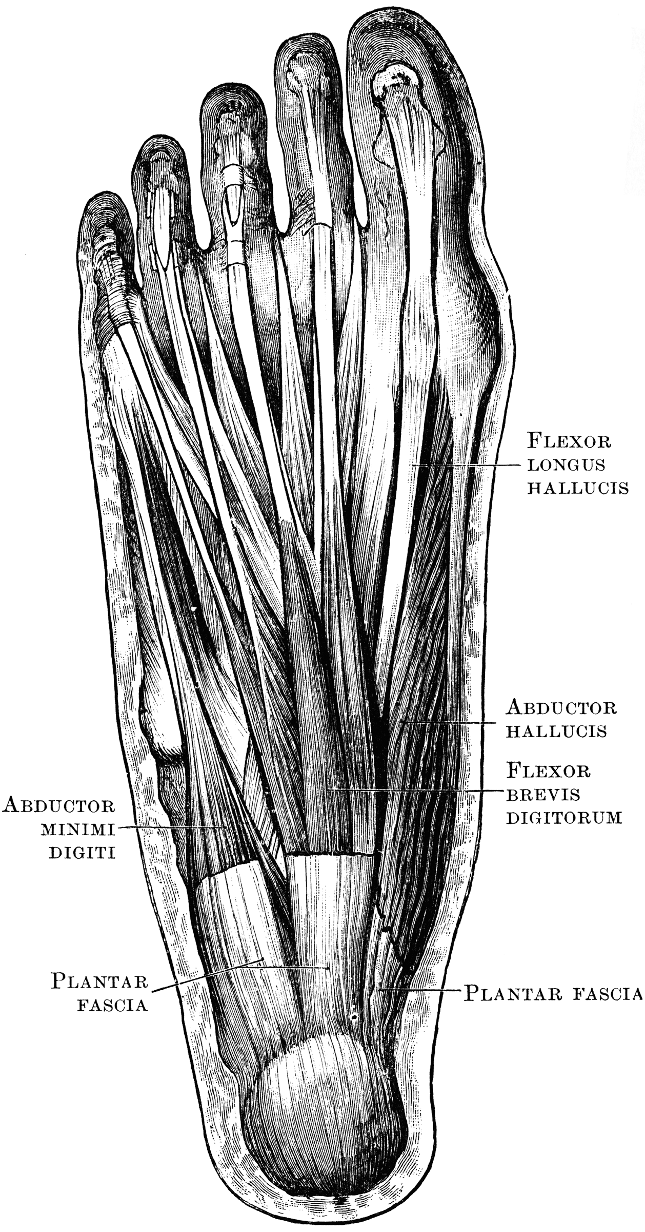Foot Muscles | ClipArt ETC