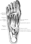 The muscles of the right foot after removal of the second layer.
