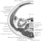 Transverse section through the abdomen, opposite the second lumbar vertebra.