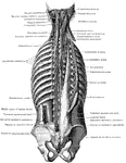Deep muscles of the back.