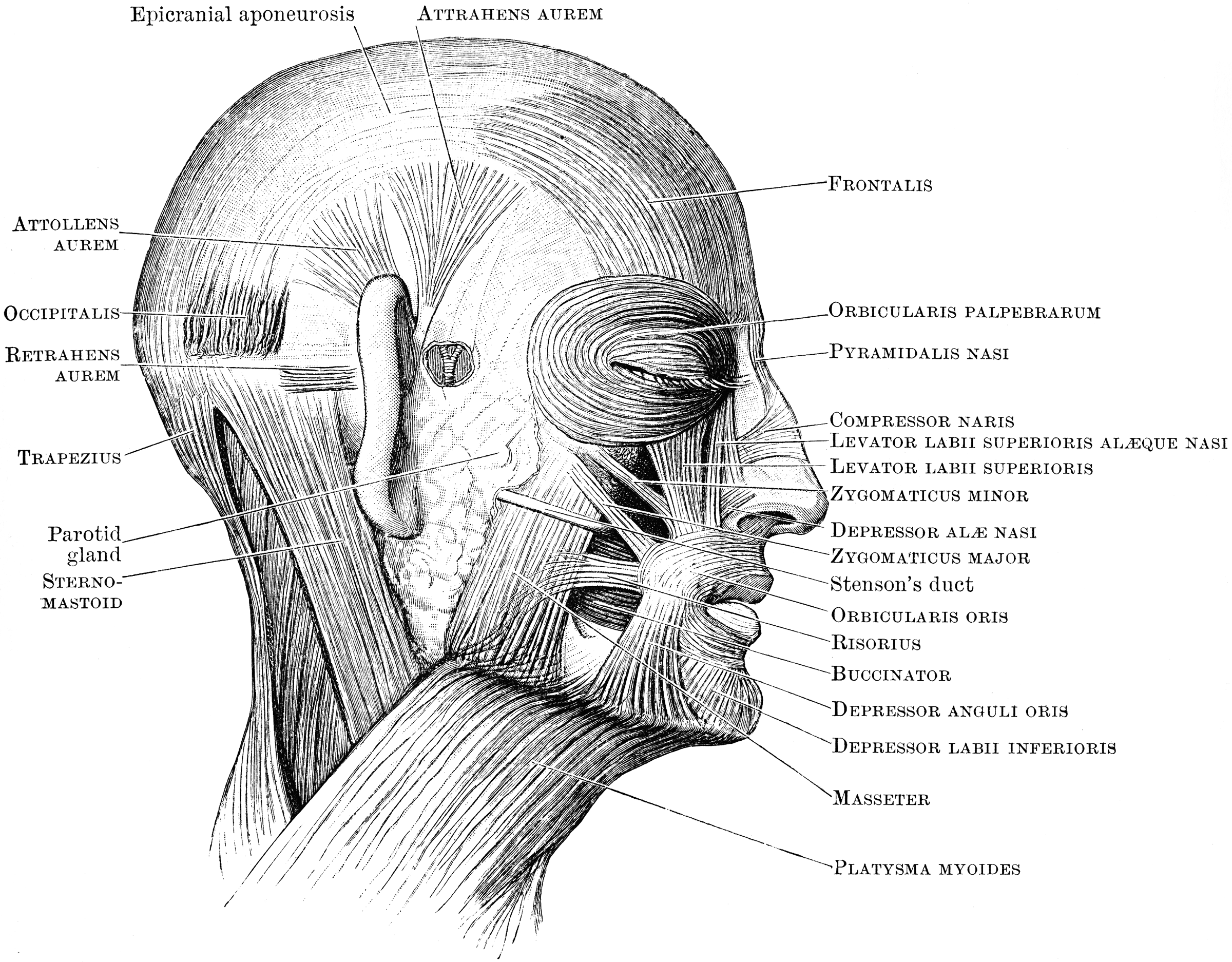 Muscles of the Head | ClipArt ETC