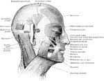 The muscles of the face and scalp.
