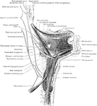 The muscles of the hyoid bone and styloid process, and the extrinsic muscles of the tongue, with their nerves.
