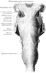 Posterior view of the pharynx and constrictor muscles.