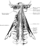 The prevertebral muscles of the neck are comprised of three series of muscles: 1 vertebro costal (scaleni, anticus, medius, and posticus); 2 vertebro cranial (recti capitis antici, major and minor, and lateralis);3 vertebral (longus colli).
