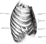 The muscles of the thoracic wall.