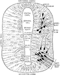 Transverse section through the early neural tube, diagrammatically represented. The left side of the section exhibits an earlier stage of development than the right side.