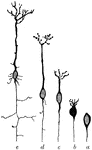 The developmental stages exhibited by a pyramidal cell of the brain. Labels: a, neuroblast with rudimentary axon, but no dendrites; b and c, the dendrites beginning to sprout out; d and e, further development of the dendrites and appearance of collateral branches on the axon.