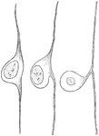 Three stages in the development of a cell from a spinal ganglion.