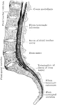 The conus and medullaris and the filum terminale exposed within the spinal canal.