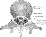Section through the conus medullaris and the cauda equina as they lie in the spinal canal.