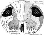 Diagrammatic representation of a transverse section through the spinal cord. The nerve tracts in the white matter and the clusters of the nerve cells in the gray matter are shown.