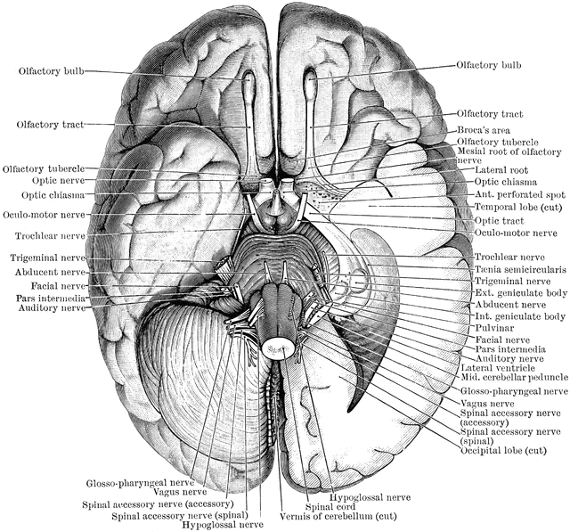 Base of the Brain | ClipArt ETC