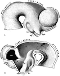 The brain of a human embryo in the fifth week. A, Brain as seen in profile. B, Mesial section through the same brain. Labels: M, mammillary eminence, Tc, tuber cinereum; Hp, Hypophysis (pituitary diverticulum from buccal cavity); Opt, optic stalk; TH, optic thalamus; Tg, tegmental part of mesencephalon; Ps, pars subtalamica; Cs, corpus striatum; FM, foramen of Monro; L, lamina terminalis; RO, recessus opticus; RI, recessus infundibuli.