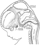 Profile view of brain of a human embryo of ten weeks. The various cranial nerves are indicated by numerals. A, Cerebral diverticulum of pituitary body. B, Buccal diverticulum of pituitary body.