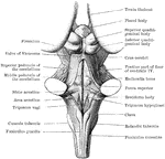 Back view of the medulla, pons, and mesencephalon of a full term human fetus.