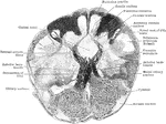 Transverse section through the closed part of the human medulla immediately above the decussation of the pyramids.